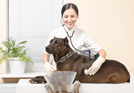 Dog with Doctor img