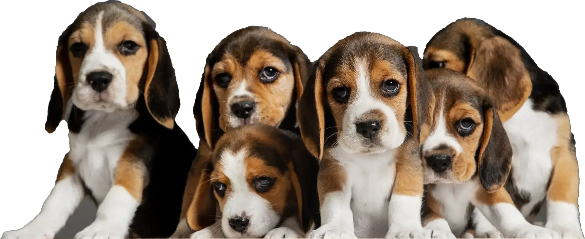 Puppies Portrait